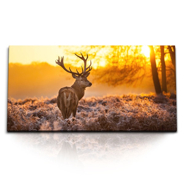 Paul Sinus Art Kunstdruck Bilder 120x60cm Hirsch Hirschgeweih Abendrot Natur Tierfotografie