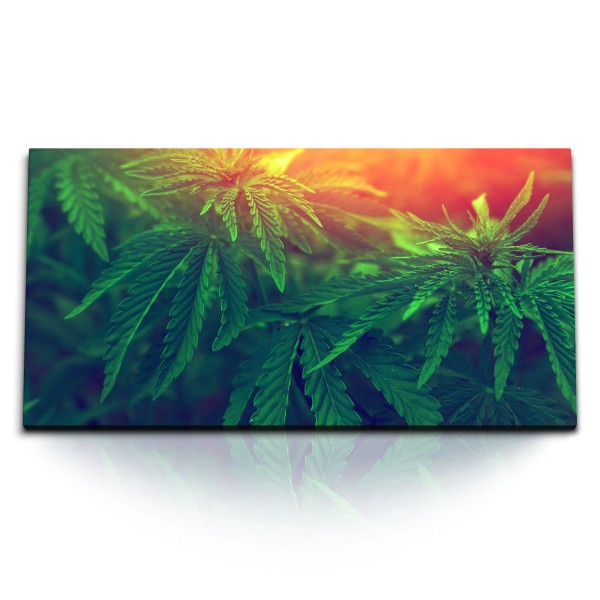 Paul Sinus Art Kunstdruck Bilder 120x60cm Cannabis Pflanze Grün Gras Sonnenschein