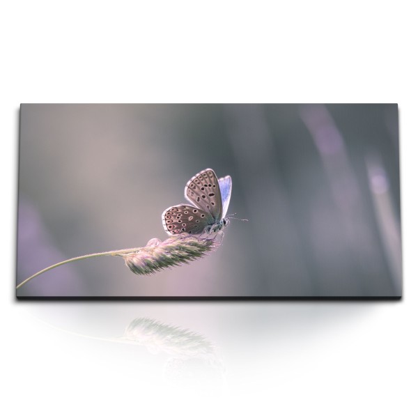 Paul Sinus Art Kunstdruck Bilder 120x60cm Natur Schmetterling Weizenhalm Halm Nahaufnahme