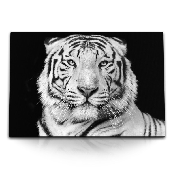 Paul Sinus Art 120x80cm Wandbild auf Leinwand Weißer Tiger Porträt Schwarz Weiß Tierfotografie