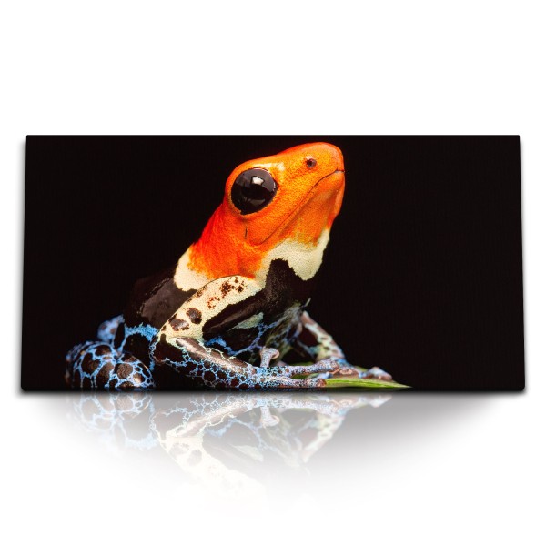 Paul Sinus Art Kunstdruck Bilder 120x60cm Bunter Frosch Exotisch Tropisch schwarzer Hintergrund