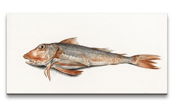 Paul Sinus Art Remaster 120x60cm Fisch Illustration Kunstvoll Vintage Modern Dekorativ