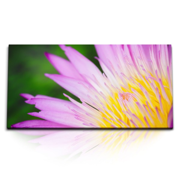 Paul Sinus Art Kunstdruck Bilder 120x60cm Exotische Blüte Blume Gelb Rosa Nahaufnahme