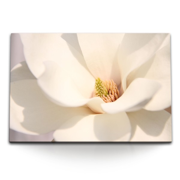 Paul Sinus Art 120x80cm Wandbild auf Leinwand Magnolia Blume Weiße Blüte Makrofotografie Kunstvoll