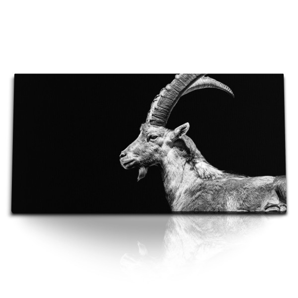 Paul Sinus Art Kunstdruck Bilder 120x60cm Steinbock Tierfotografie schwarzer Hintergrund Hörner