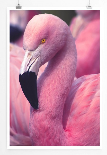 Paul Sinus Art Pinker Flamingo in der Gruppe 60x90cm Poster