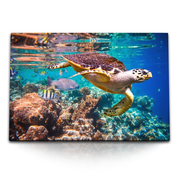 120x80cm Wandbild auf Leinwand Wasserschildkröte Korallen Korallenriff unter Wasser