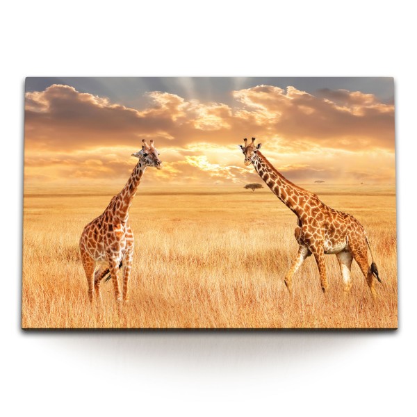 Paul Sinus Art 120x80cm Wandbild auf Leinwand Afrikanische Landschaft Steppe Giraffen Tierfotografie