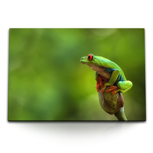 Paul Sinus Art 120x80cm Wandbild auf Leinwand Frosch Tropisch Exotisch Grün Tierfotografie Natur