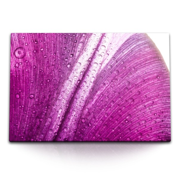 Paul Sinus Art 120x80cm Wandbild auf Leinwand Rosa Blüte Blume Wassertropfen Regentropfen Makrofotografie