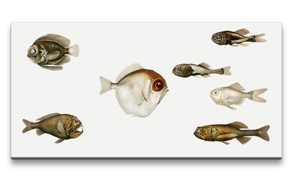 Paul Sinus Art Remaster 120x60cm Tiefsee Fische Vintage Illustration Kunstvoll Dekorativ