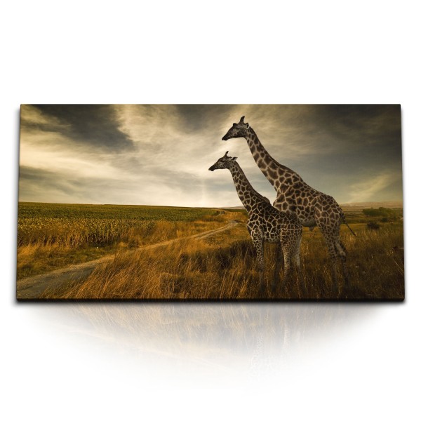 Paul Sinus Art Kunstdruck Bilder 120x60cm Afrikanische Landschaft Giraffen Steppe Horizont