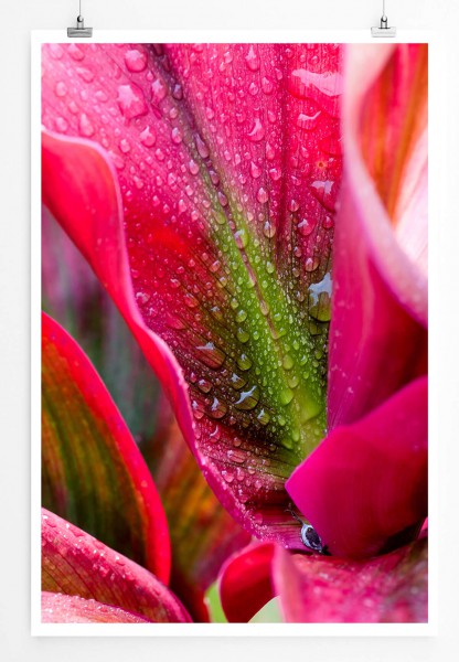 Paul Sinus Art Rote Orchidee mit Tautropfen 60x90cm Poster