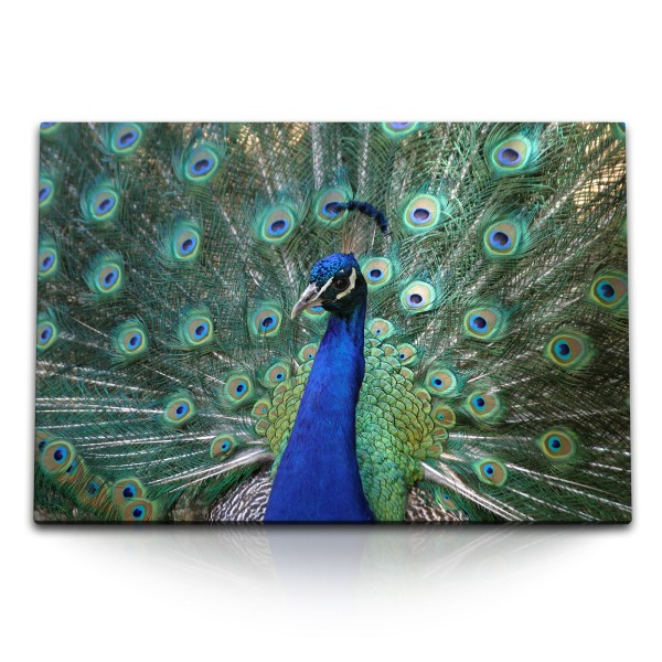 Paul Sinus Art 120x80cm Wandbild auf Leinwand Tierfotografie Pfau Pfauenfeder Federkleid Farbenfroh