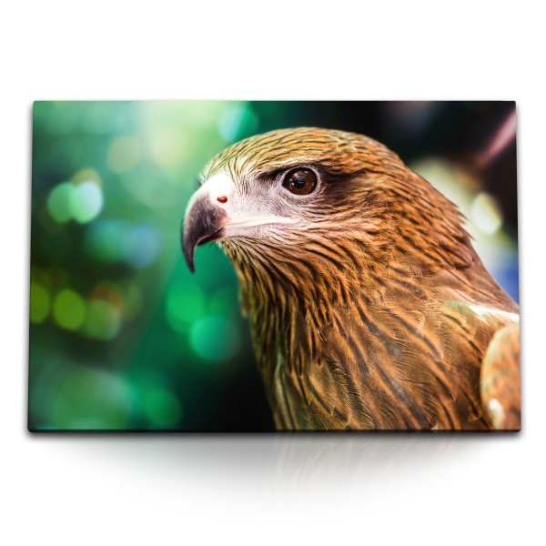 Paul Sinus Art 120x80cm Wandbild auf Leinwand Brahminenweih Greifvogel Raubvogel Tierfotografie