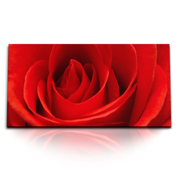 Paul Sinus Art Kunstdruck Bilder 120x60cm Rote Rose Rosenblüte Blume Blüte Rot