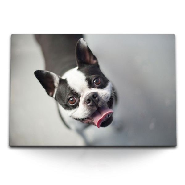 Paul Sinus Art 120x80cm Wandbild auf Leinwand Kleine Hund französische Bulldogge Tierfotografie