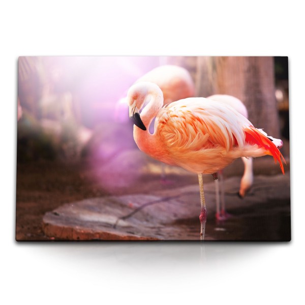 Paul Sinus Art 120x80cm Wandbild auf Leinwand Flamingo Tierfotografie Vogel Rosa Federkleid