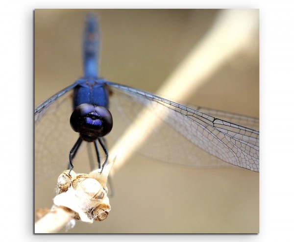 Paul Sinus Art Naturfotografie – Libelle auf Zweig auf Leinwand