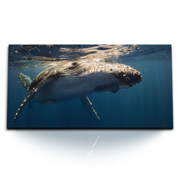 Paul Sinus Art Kunstdruck Bilder 120x60cm Buckelwal Wal unter Wasser Ozean Tierfotografie