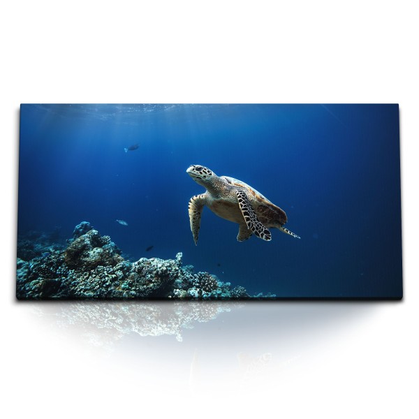 Paul Sinus Art Kunstdruck Bilder 120x60cm Seeschildkröte unter Wasser Blau Korallenriff Ozean