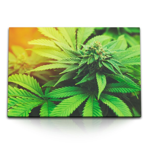 Paul Sinus Art 120x80cm Wandbild auf Leinwand Cannabis Pflanze Grün Weed Marihuana Gras