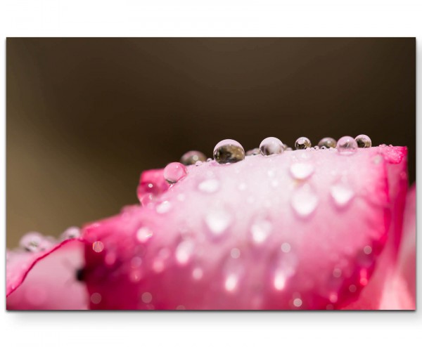 Paul Sinus Art Wassertropfen + Rosenblüte - Leinwandbild