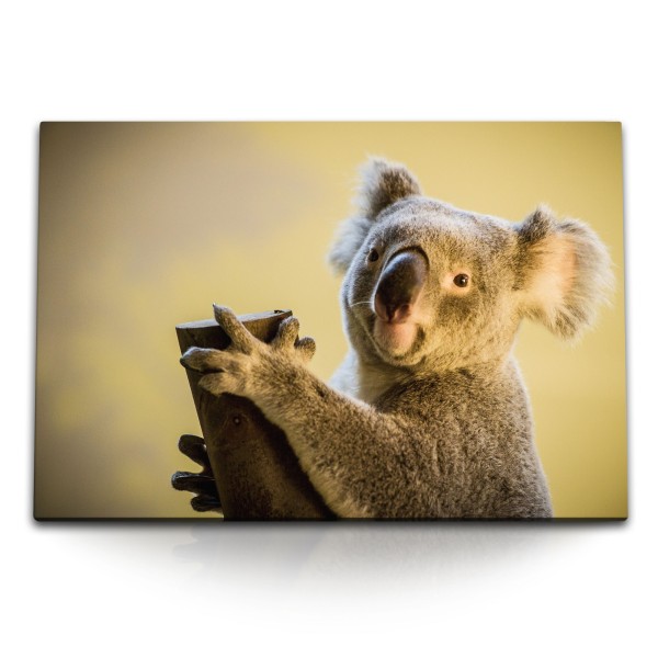 Paul Sinus Art 120x80cm Wandbild auf Leinwand Koala Koalabär Australien Tierfotografie