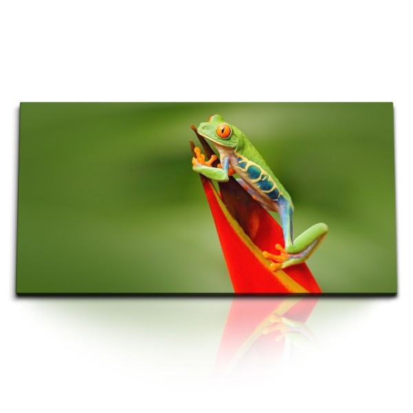 Paul Sinus Art Kunstdruck Bilder 120x60cm Exotischer Frosch rote Pflanze Regenwald Grün