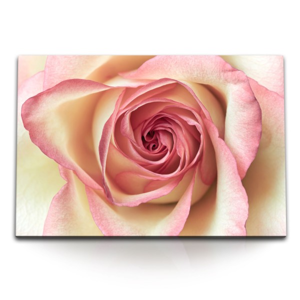 Paul Sinus Art 120x80cm Wandbild auf Leinwand Rose Rosenblüte Blume Rosa Makrofotografie