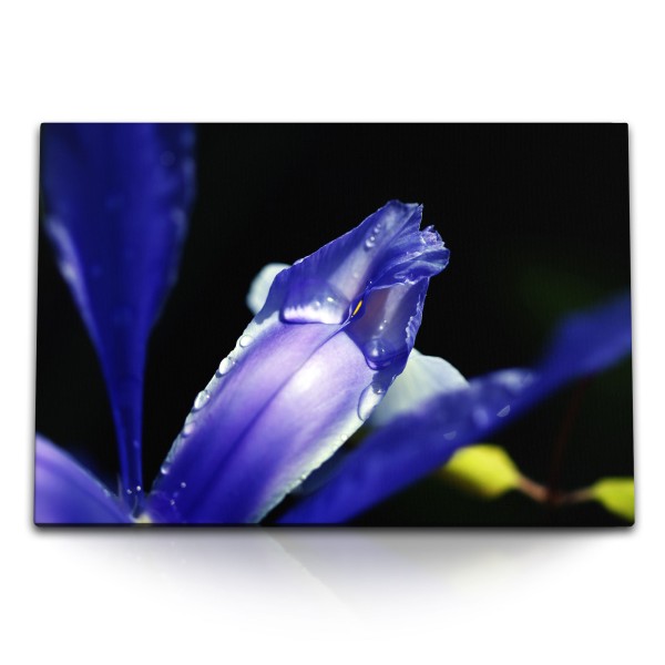 Paul Sinus Art 120x80cm Wandbild auf Leinwand Orchidee Blume Blüte Violett Makrofotografie Dunkel