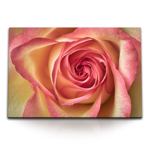 Paul Sinus Art 120x80cm Wandbild auf Leinwand Rose Rosenblüte rosa Blume Blüte Nahaufnahme