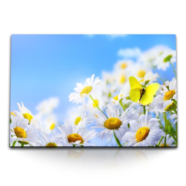 Paul Sinus Art 120x80cm Wandbild auf Leinwand Gänseblümchen Schmetterling Sommer Blumen blauer Himmel