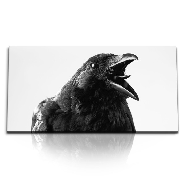 Paul Sinus Art Kunstdruck Bilder 120x60cm Krähe schwarzer Vogel Tierfotografie Rabe