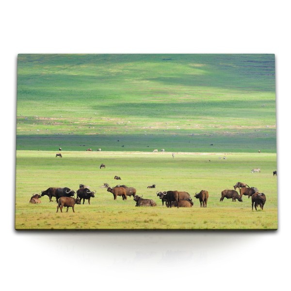 Paul Sinus Art 120x80cm Wandbild auf Leinwand Büffelherde Büffel Natur Tierfotografie Natur Landschaft