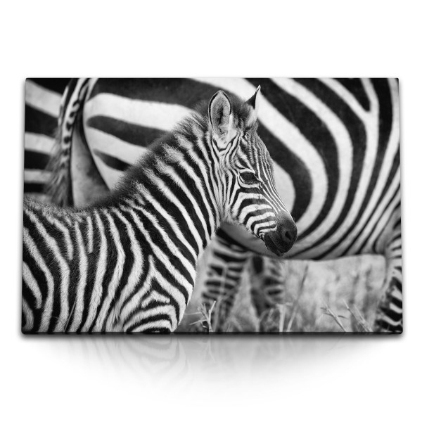 Paul Sinus Art 120x80cm Wandbild auf Leinwand Kleines Zebra Zebrababy Schwarz Weiß Tierfotografie