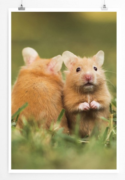 Paul Sinus Art Zwei syrische Goldhamster auf einer Wiese 60x90cm Poster