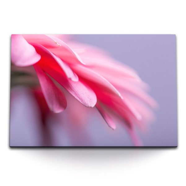 Paul Sinus Art 120x80cm Wandbild auf Leinwand Nahaufnahme Blüte Blume Rosa Kunstvoll