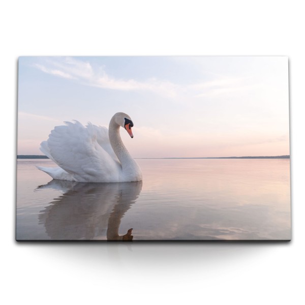 Paul Sinus Art 120x80cm Wandbild auf Leinwand Weißer Schwan See Schwanensee Tierfotografie Horizont