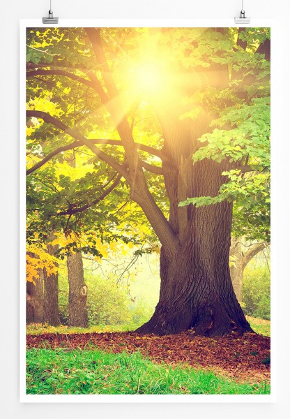 Paul Sinus Art 90x60cm Poster Alter Baum im sonnigen Park