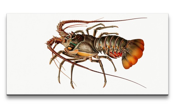 Paul Sinus Art Remaster 120x60cm Illustration Hummer Loster Tiefsee Kunstvoll Dekorativ