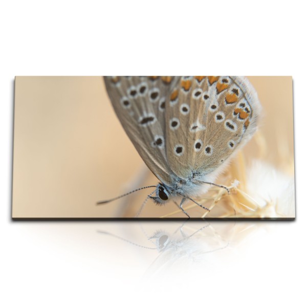 Paul Sinus Art Kunstdruck Bilder 120x60cm Makrofotografie Schmetterling Natur Tierfotografie