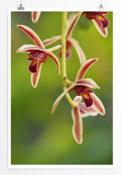 Paul Sinus Art Naturfotografie 60x90cm Poster Rote Orchidee auf grünem Hintergrund