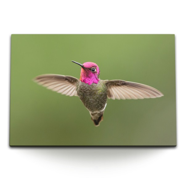 Paul Sinus Art 120x80cm Wandbild auf Leinwand Kolibri kleiner Vogel Tierfotografie Exotisch