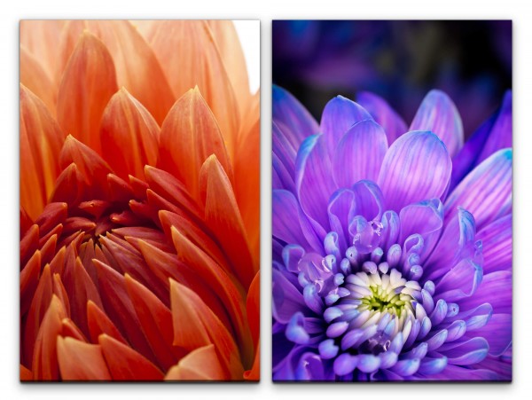 Paul Sinus Art 2 Bilder je 60x90cm Dahlie Zinnien Blumen Rot Blau Romantisch Makrofotografie