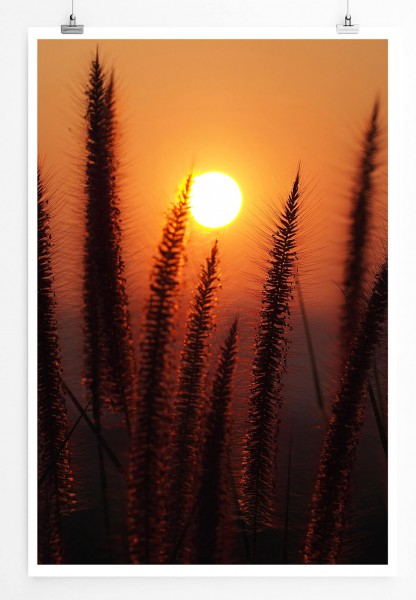 Paul Sinus Art Naturfotografie 60x90cm Poster Grashalme bei Sonnenaufgang