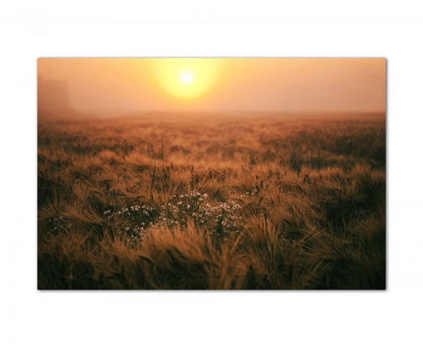 Paul Sinus Art 120x80cm Feld Sonnenuntergang Landschaft