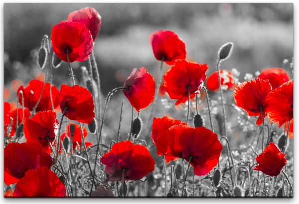 Paul Sinus Art Rote Mohnblumen im Feld Wandbild in verschiedenen Größen