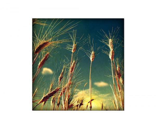 Paul Sinus Art 80x80cm Weizen Himmel