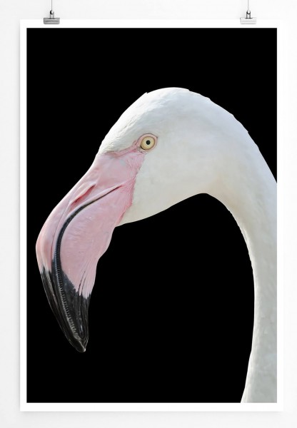 Paul Sinus Art Tierfotografie 60x90cm Poster Nahporträt eines weißen Flamingo